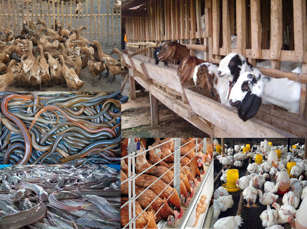 tutorial perternakan 