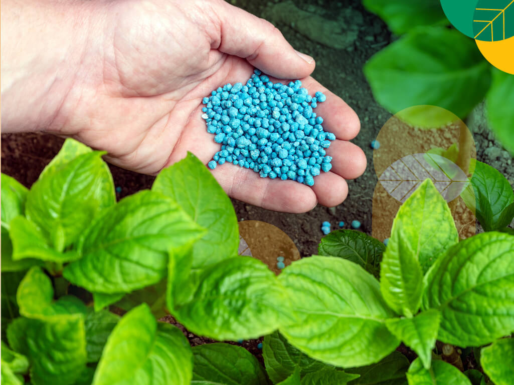 Cara memberikan pupuk NPK