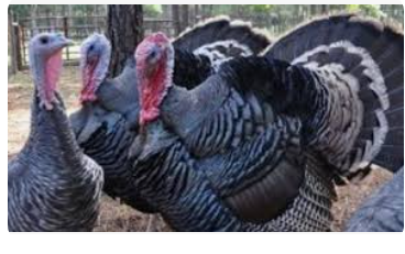 Berternak ayam kalkun