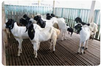 Ternak kambing